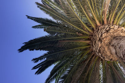 Low angle view of palm tree against clear sky