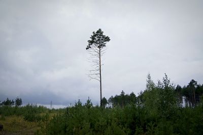 Low angle view of trees against cloudy sky