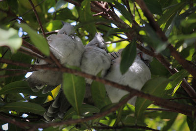 Low angle view of bird perching on tree