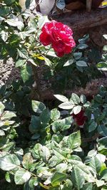 Close-up of red rose blooming outdoors