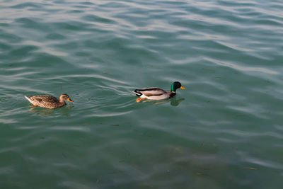 High angle view of ducks swimming in lake