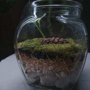 Close-up of plants in glass jar on table