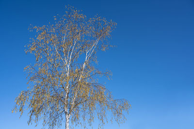 Low angle view of cherry tree against clear blue sky