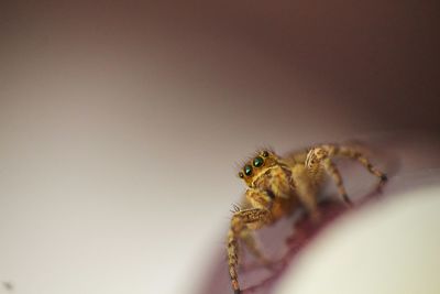 Close-up of spider