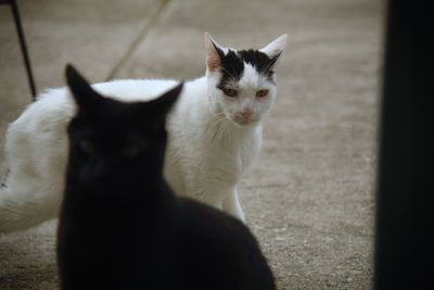 Close-up portrait of white cat