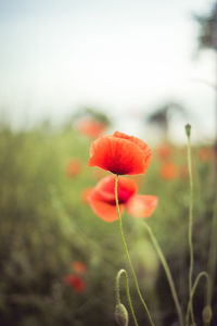 Close-up of poppy blooming outdoors