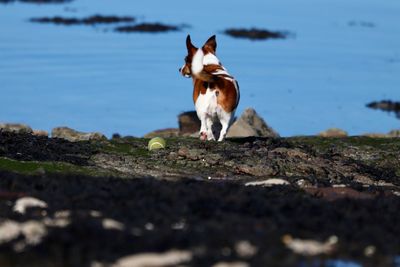 Dog by water against sky