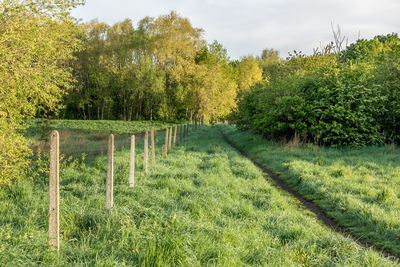 Scenic view of field against trees