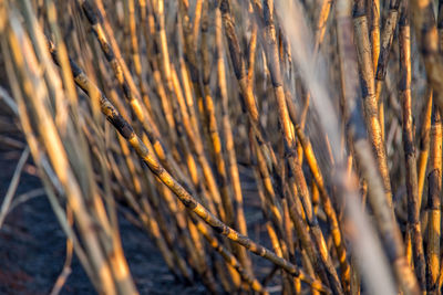 Close-up of crops on field