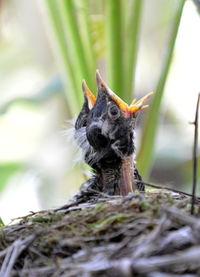 Close-up of chicks in nest