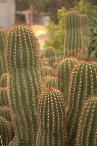 Close-up of crop growing in field