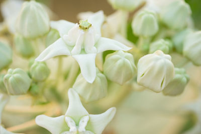 Close-up of white flowering plant in park