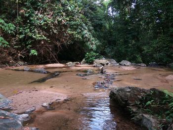 Stream in forest