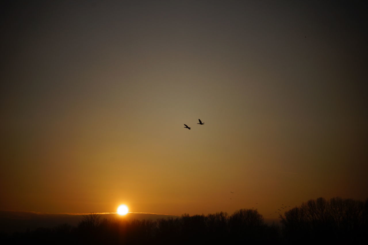 sunset, bird, silhouette, flying, animal themes, sun, animals in the wild, tranquil scene, wildlife, scenics, beauty in nature, tranquility, orange color, nature, clear sky, copy space, sky, idyllic, landscape, outdoors