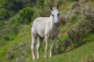 Horse standing in a field