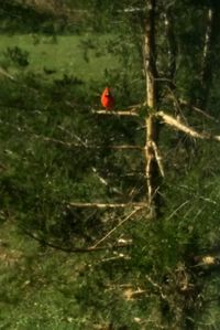 Bird perching on tree