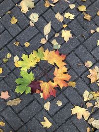 High angle view of maple leaves on footpath