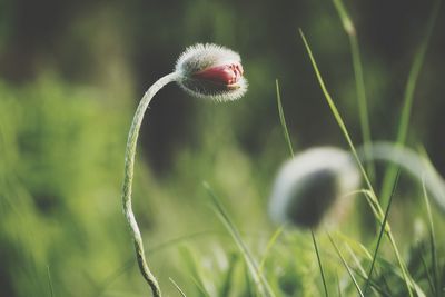 Close-up of flower bud