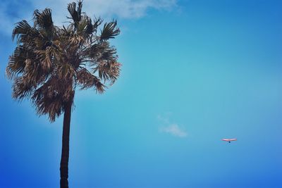 Low angle view of coconut palm tree against blue sky