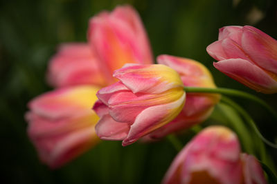 Close-up of pink tulip