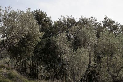 Trees against sky