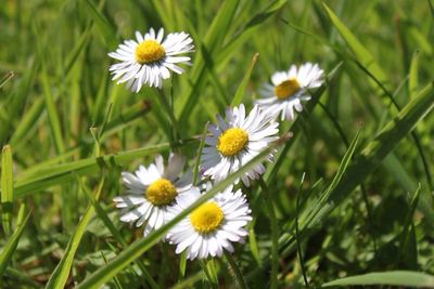 Close-up of white daisy flowers blooming in park