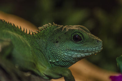 Close-up of lizard