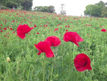 Red poppies blooming in field