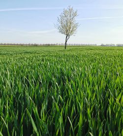 Scenic view of agricultural field against sky