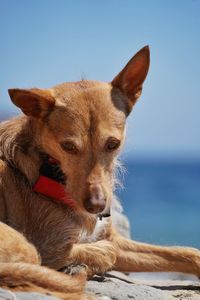 Close-up of dog