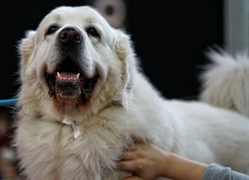 Close-up of dog sitting