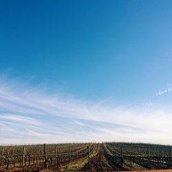 Scenic view of field against blue sky