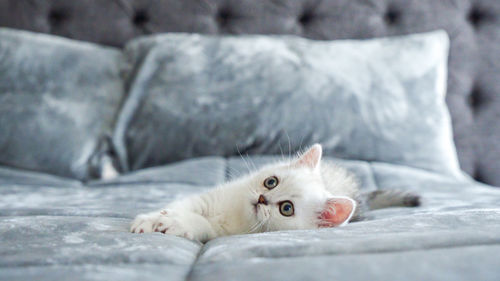 Close-up of white scottish kitten lying on bed at home