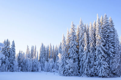 Trees on snow covered landscape