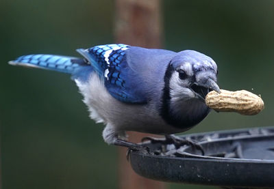 Close-up of bird