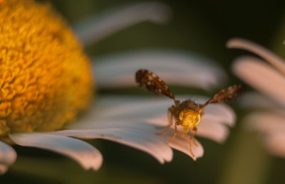 Close-up of bee on flower
