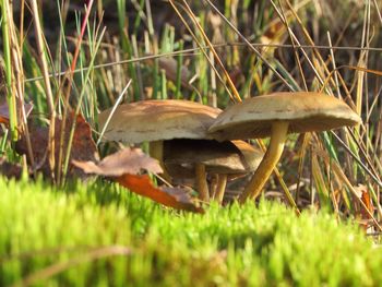 Close-up of mushroom growing on field