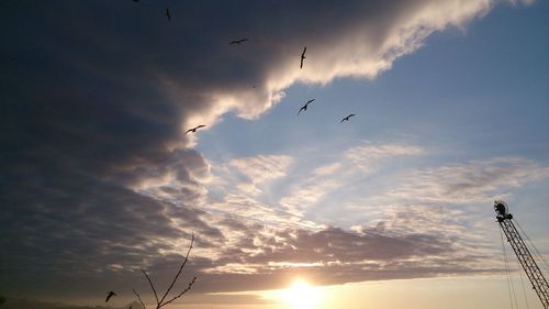 Low angle view of birds flying in sky