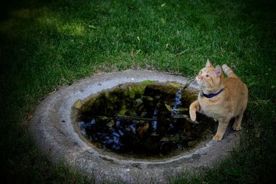 High angle view of dog on field