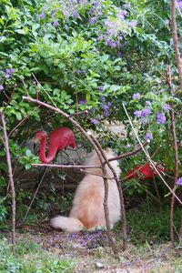 View of cat on branch