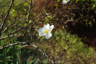 Close-up of white flowers on branch