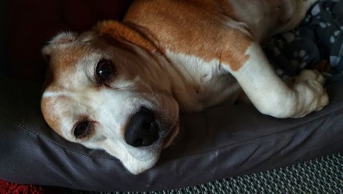 Close-up of a dog resting on bed