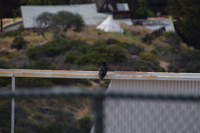 High angle view of bird perching on fence