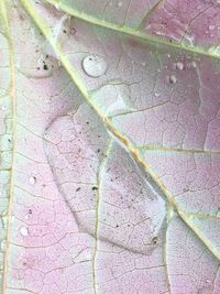 Full frame shot of leaf