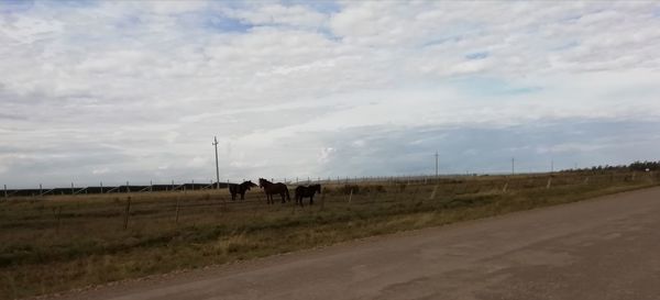 View of horses on road against sky