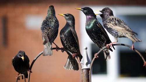 Close-up of bird perching on feeder