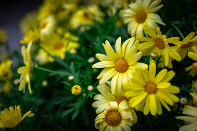 Close-up of yellow flowering plants