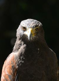 Close-up of eagle