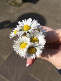 Close-up of hand holding white daisy flower