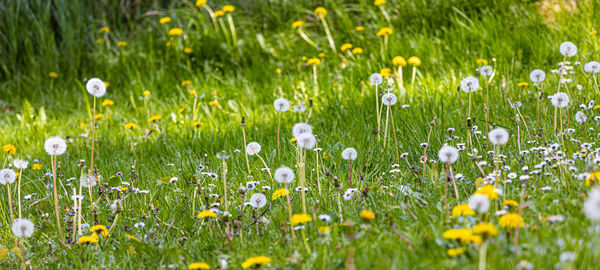 Meadow in spring with flowers